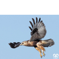 گونه سارگپه پرپا Rough-legged Buzzard